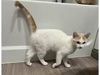 Button, Domestic Shorthair For Adoption In Gravette, Arkansas
