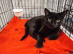Hershey, Bombay For Adoption In Sapulpa, Oklahoma