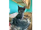Belgian Waffle Maker, Domestic Shorthair For Adoption In Brookings, South Dakota