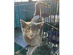 Brooke, Domestic Shorthair For Adoption In Brookings, South Dakota