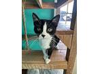 Bear Paw, Domestic Shorthair For Adoption In Brookings, South Dakota