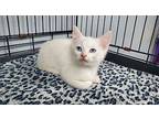 Blizzard, Domestic Shorthair For Adoption In Keokuk, Iowa