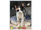 Daisy, Domestic Shorthair For Adoption In Orangeville, Ontario