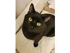Jimmy, Domestic Shorthair For Adoption In Sherwood, Oregon