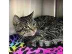 Bentley, Domestic Shorthair For Adoption In Edmonton, Alberta