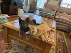 Clove's Cinder Kitten, Domestic Shorthair For Adoption In Rockaway, New Jersey