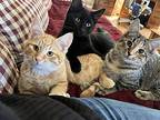 Clove's Autumn Kitten, Domestic Shorthair For Adoption In Rockaway, New Jersey