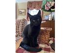Clove's Onyx Kitten, Domestic Shorthair For Adoption In Rockaway, New Jersey