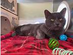 Moe, Domestic Shorthair For Adoption In Victoria, British Columbia