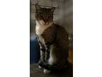 Trinity (24-976), Domestic Shorthair For Adoption In Seven Valleys, Pennsylvania