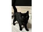 Princess Harmony, Domestic Shorthair For Adoption In Sherwood, Oregon