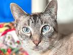 Mr. Thumbs, Domestic Shorthair For Adoption In Sherwood, Oregon