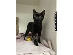 Beatrix, Domestic Shorthair For Adoption In Victoria, British Columbia