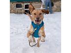 Bailey, Labrador Retriever For Adoption In Edmonton, Alberta