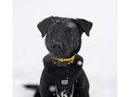 Aloy, Labrador Retriever For Adoption In Edmonton, Alberta