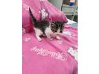 Waldo #2, Domestic Shorthair For Adoption In Westfield, Wisconsin