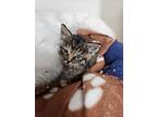 Ester #2, Domestic Shorthair For Adoption In Westfield, Wisconsin