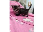 Walker, Domestic Shorthair For Adoption In Westfield, Wisconsin