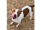 Rey, Terrier (unknown Type, Small) For Adoption In Little Rock, Arkansas