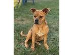 Cider, Staffordshire Bull Terrier For Adoption In Lancaster, Ohio