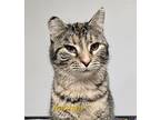 Autumn, Domestic Shorthair For Adoption In Cedar Rapids, Iowa