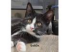 Goblin, Domestic Shorthair For Adoption In Cedar Rapids, Iowa