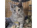Foxy, Domestic Longhair For Adoption In Cedar Rapids, Iowa