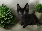 Connor W, Domestic Shorthair For Adoption In Dallas, Texas