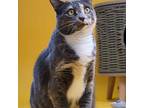Donna 4676, Domestic Shorthair For Adoption In Frankfort, Kentucky