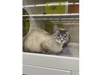 La Tee Dah 1229, Siamese For Adoption In Dallas, Texas