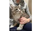 Green Bean Casserole, Domestic Longhair For Adoption In Dallas, Texas