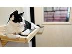 Netty, Domestic Shorthair For Adoption In Dallas, Texas