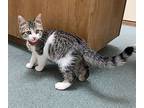 Mad Max 0830, Domestic Shorthair For Adoption In Dallas, Texas