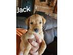 Tl : Jack, Bull Terrier For Adoption In Aurora, Indiana