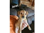 Tl : Janet, Bull Terrier For Adoption In Aurora, Indiana