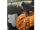 Lainey, American Staffordshire Terrier For Adoption In Smithfield