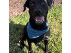 Ruby 5357, Labrador Retriever For Adoption In Frankfort, Kentucky