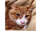Acorn, Domestic Shorthair For Adoption In Oakland, California