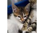 Bob, Domestic Shorthair For Adoption In Oakland, California