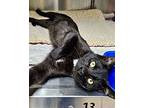 Romeo, Domestic Shorthair For Adoption In Oakland, California