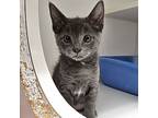 Viola (bonded W/ Sebastian), Domestic Shorthair For Adoption In Oakland