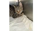 Tori Luna, Manx For Adoption In Acworth, Georgia