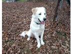 Icy, Golden Retriever For Adoption In Capon Bridge, West Virginia