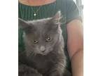 Blair, Domestic Mediumhair For Adoption In Valley Park, Missouri
