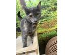 Olive, Domestic Shorthair For Adoption In Santa Fe Springs, California