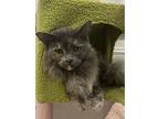 Cinder, Calico For Adoption In Santa Fe Springs, California