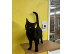Tom, Domestic Shorthair For Adoption In Santa Fe Springs, California