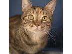 Morticia, Domestic Shorthair For Adoption In Prole, Iowa