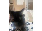 Panic, Domestic Shorthair For Adoption In Dallas, Texas