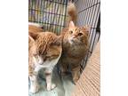 Marvin, Domestic Shorthair For Adoption In Chippewa Falls, Wisconsin